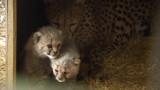 Gepardy urodziły się w Śląskim Ogrodzie Zoologicznym. Ależ słodziaki! [ZDJĘCIA]