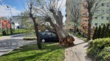 Potężne i spróchniałe drzewo runęło na samochody zaparkowane przy ul. Mickiewicza w Międzyrzeczu. Trzeba było wezwać dźwig ze Świebodzina
