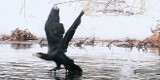Nowy Targ: wędkarze chcą odstrzelenia plagi kormoranów