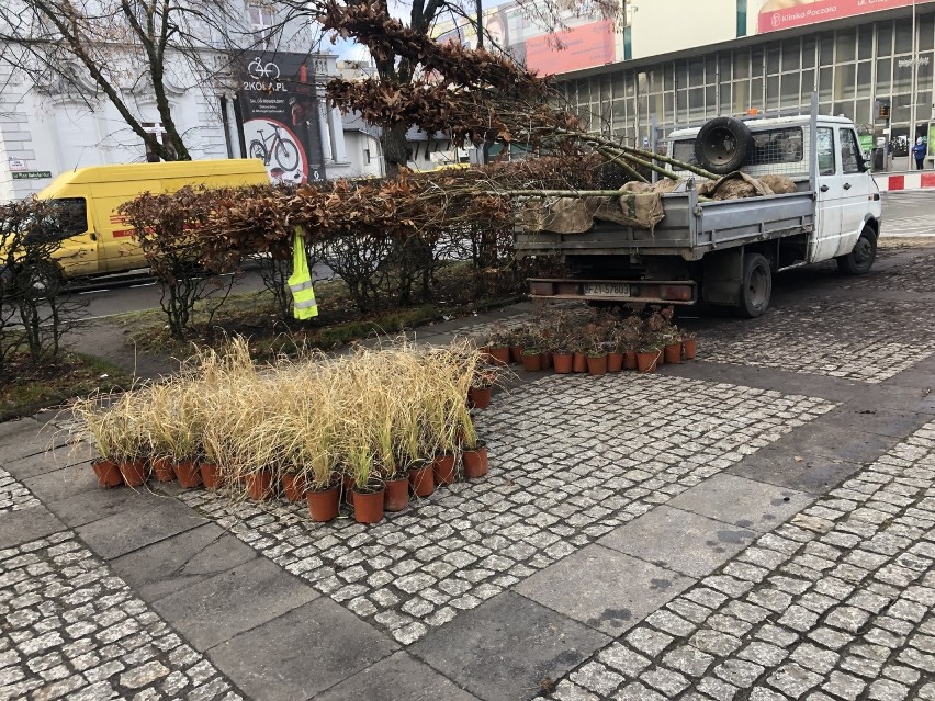 Nasadzenia drzew i krzewów przy ul. Bohaterów Westerplatte w...