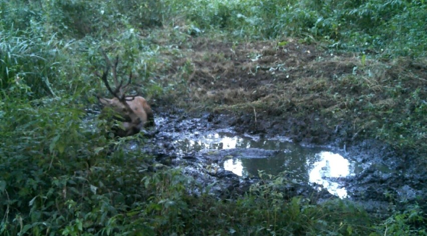 Walka jeleni w lesie pod Częstochową. Był też jeden "kibic"....