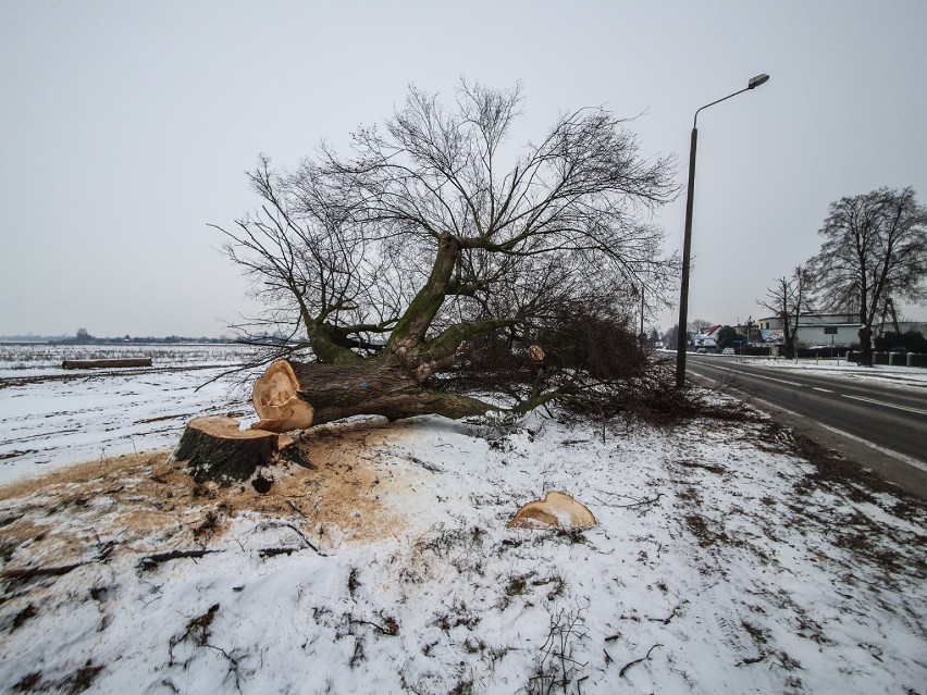 Wycinka drzew w Lesznie - ul. Szybowników styczeń 2021