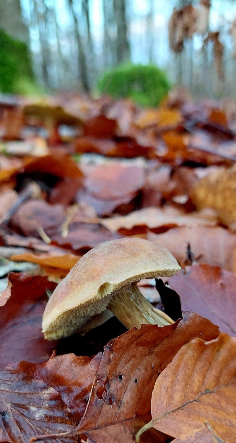 W listopadzie w lasach powiatu puckiego wciąż pełno grzybów