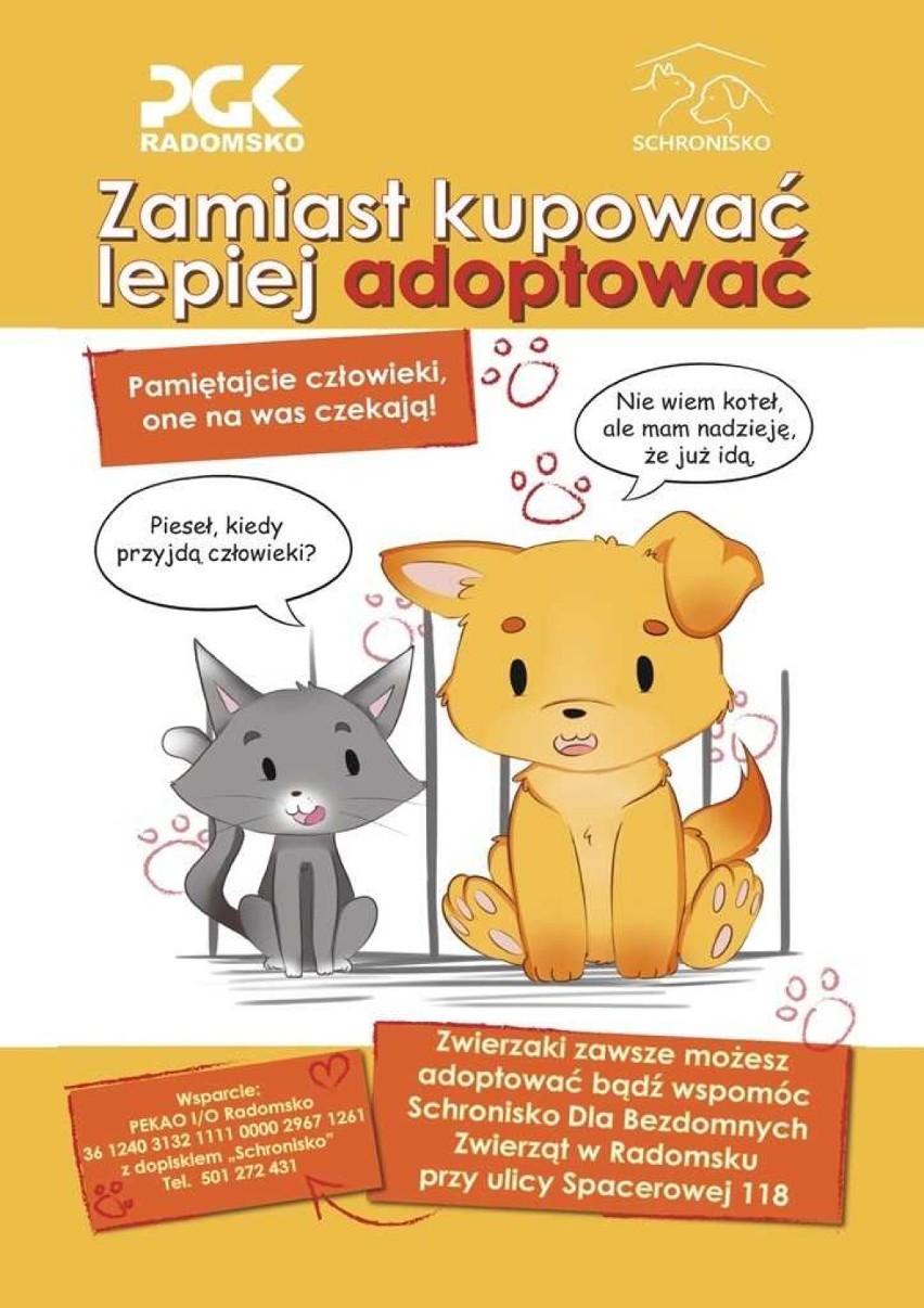 Schronisko dla zwierząt w Radomsku: Adoptuj szczeniaka lub kotka za złotówkę