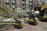 Rusza coroczna akcja zadrzewiania stolicy. W Warszawie pojawi się 800 nowych drzew