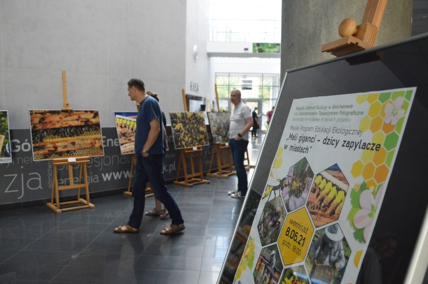 Głównymi bohaterami wystawy są pszczoły miodne w dużym...