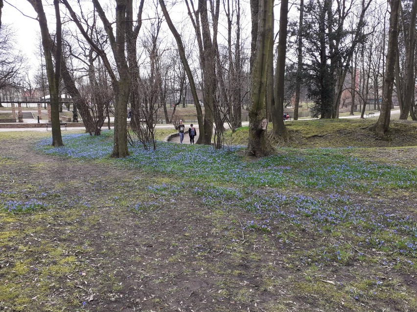 Park Miejski im. F. Kachla w Bytomiu - kwiecień 2021