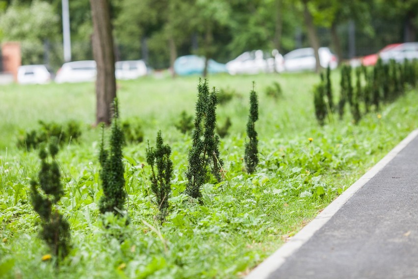 Z łódzkich ulic i parków giną rośliny miejskie. Złodziejami są nie tylko wandale [ZDJĘCIA]