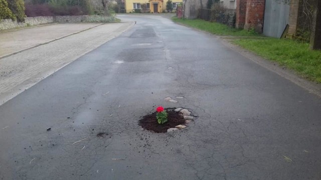 Mieszkańcy Kalska w dość nietypowy sposób rozwiązali problem dziur w drodze. Upiększyli drogę sadząc w głębokich dziurach… pelargonie.