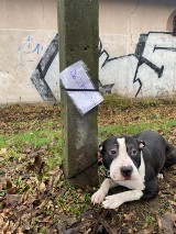 Na Wale Piastowskim porzucono psa. Obok karteczka „Do zabrania”