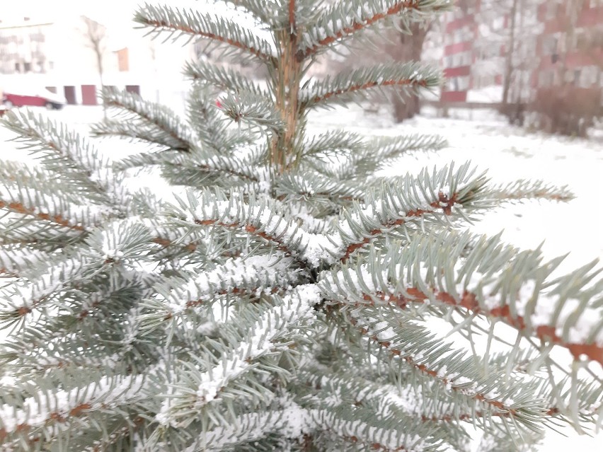 Śnieg w Świnoujściu! Takich opadów, już dawno nie było....