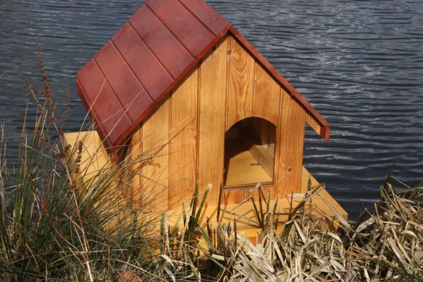 WSCHOWA. Już niebawem w Parku Tysiąclecia pojawi się kaczkomat, a na stawie pływające domki dla kaczek [ZDJĘCIA] 