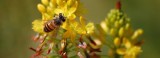 Pszczoły zagrożone ciężką chorobą