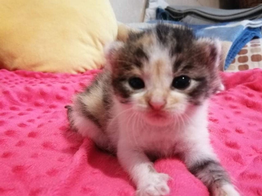 Małe kotki znalezione w Żorach czekają na nowy dom