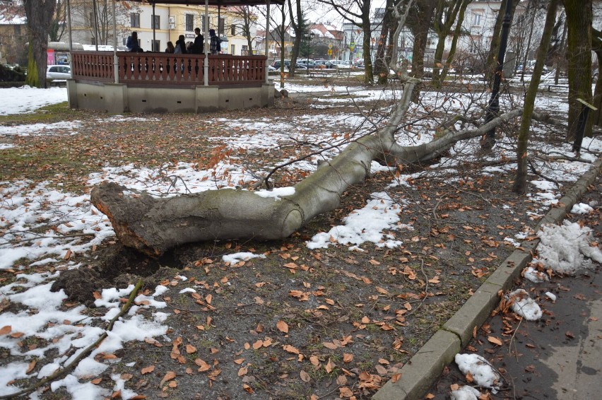 Skutki intensywnych padów śniegu w Bochni na Plantach...