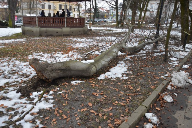 Skutki intensywnych padów śniegu w Bochni na Plantach Salinarnych, 27.01.2023