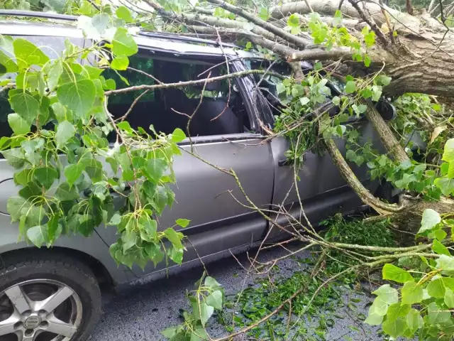 Powalone przez wiatr drzewo upadło na parking w Grudziądzu