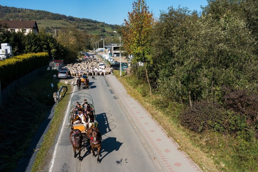 Tradycyjnie na początku redyku jedzie wóz konny z góralskim...