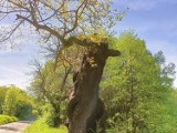 Spalony Dąb Chwalibóg w Wałbrzychu żyje! Jedno z najstarszych drzew Wałbrzycha zazieleniło się! Zobaczcie, jak wygląda dziś i sto lat temu