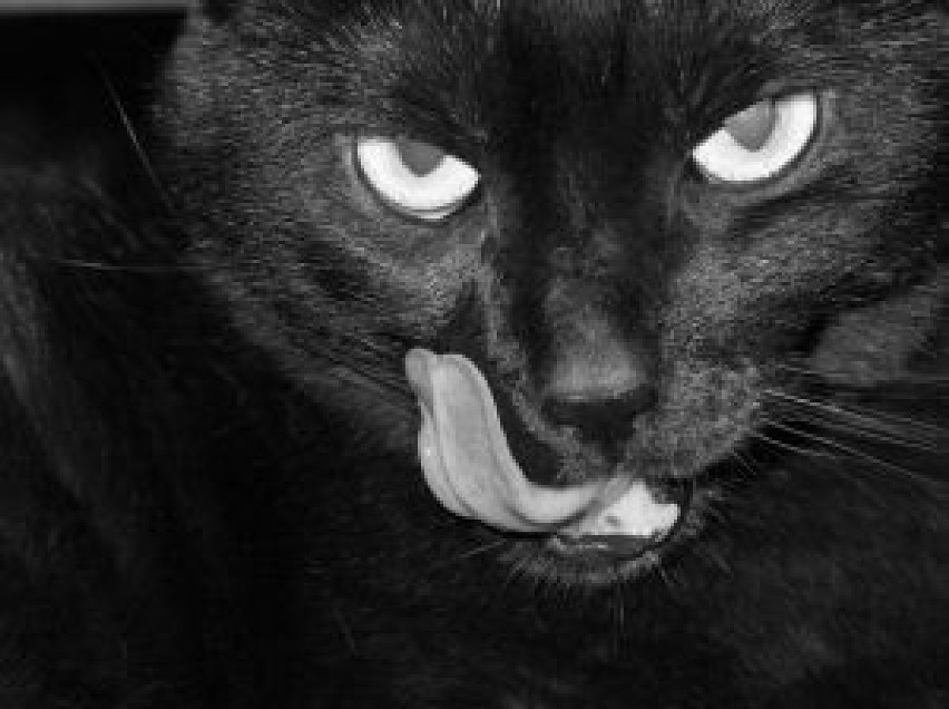 Za czarnego kota spłonęła niejedna czarownica