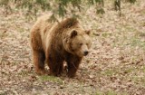 Tatry: Niedźwiedzie niszczą... cmentarze na Słowacji