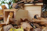 W Radomiu wybudowali domki dla jeży, by kolczaste zwierzaki mogły bezpiecznie przetrwać zimę 