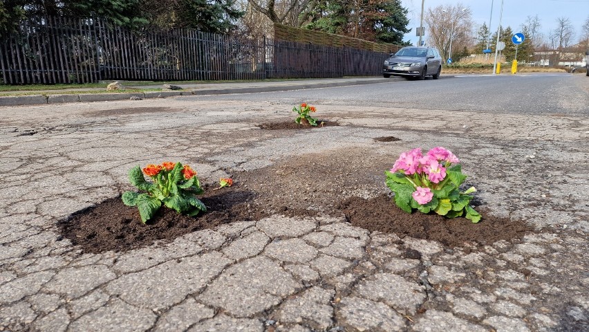 Przed dziurami w drodze ostrzegają kwiatki. Mieszkańcy posadzili kwiatki w największych dziurach przy ul. Różanej w Piotrkowie ZDJĘCIA