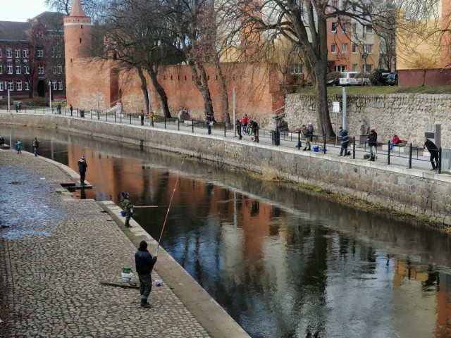 Wędkowanie w centrum Goleniowa stało się bardzo popularne