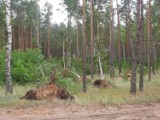 Burza w powiecie kościerskim. Uszkodzony samochód i powalone drzewa. Interweniowali strażacy [ZDJĘCIA]