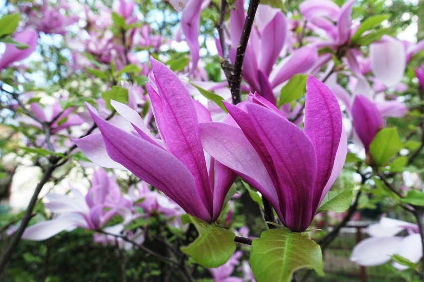 Magnolie należą do „roślinnej arystokracji” i wiele z nich...