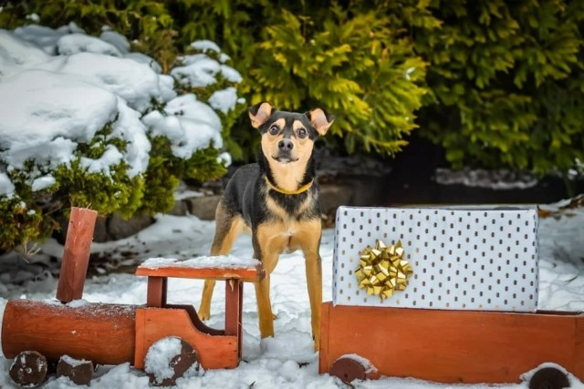 Psy ze schroniska w Radomiu wyglądają swoich domów. Na kolejnych zdjęciach w galerii psy z radomskiego schroniska, które czekają na adopcję.