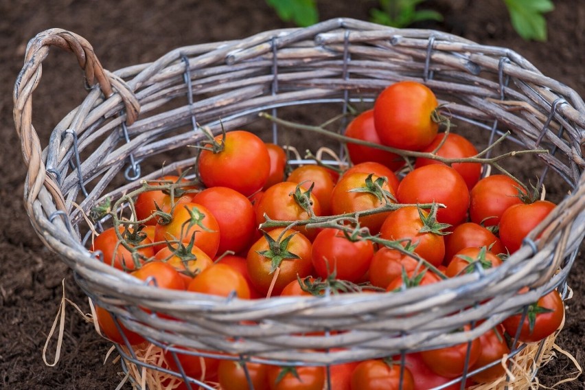 Alergie pokarmowe na pomidory zdarzają się stosunkowo...