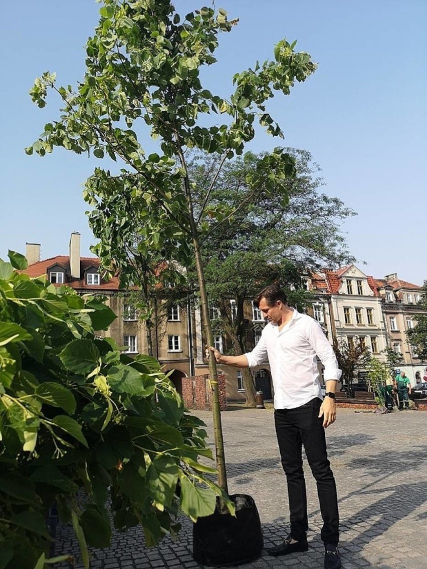 Plac Rozmarek w letniej odsłonie. Miasto planuje kolejne nasadzenia drzew ZDJĘCIA
