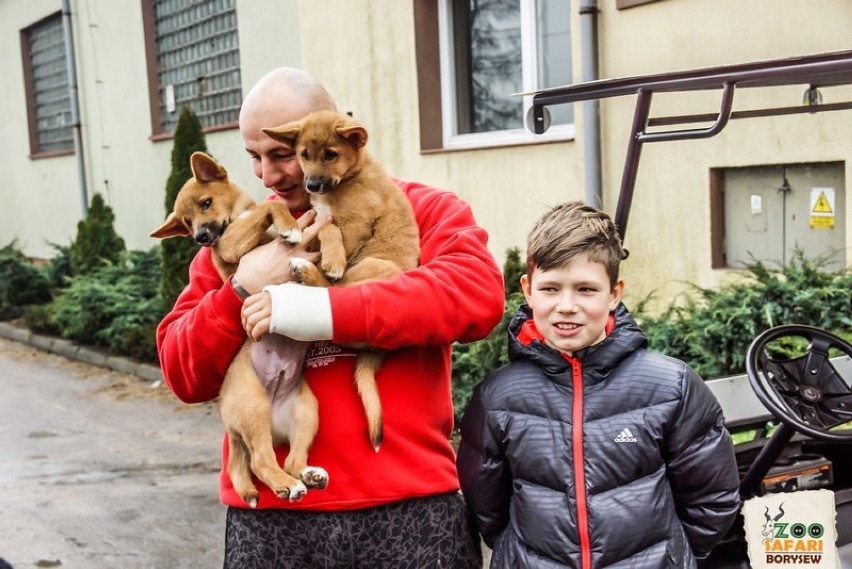 Artur Szpilka w Zoo Safari z Borysewie