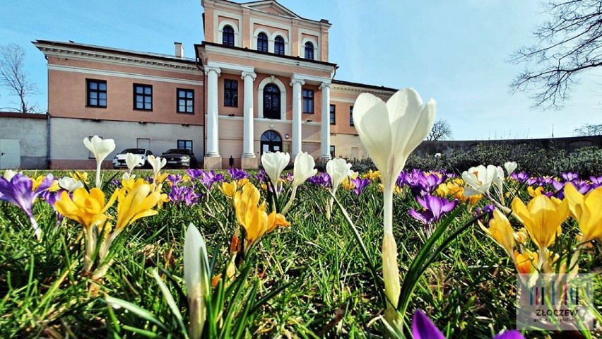 Wiosna przed złoczewskim pałacem i nie tylko. Zobacz, jak przyroda budzi się do życia[FOTO, WIDEO]