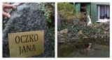Mieszkańcy spółdzielni Zielone Światło w Lesznie nazwali oczko wodne imieniem zmarłego sąsiada. O Oczko Jana dbają wspólnie ZDJĘCIA