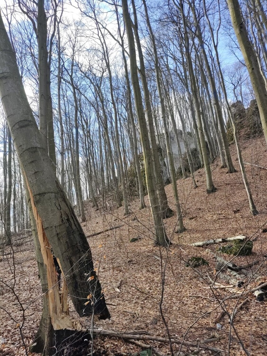Uszkodzone drzewa w lasach powiatu olkuskiego