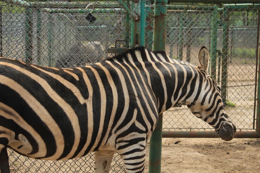 ZEBRAliśmy ZOO w Naszym Mieście! Zobaczcie stado zebr! ZDJĘCIA