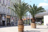 Gdzie jest Hilda, Truda i Bercik? Z rynku w Chorzowie znikają palmy. Jest już za chłodno i egzotyczne rośliny jadą na zimowisko