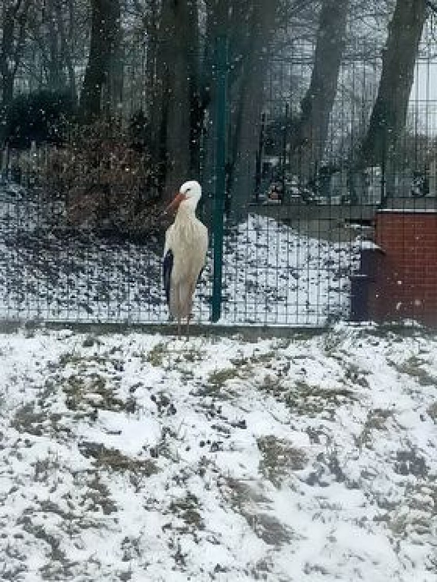 Bocian od kilku dni koczuje przy kartuskiej Dwójce.