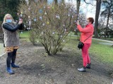 150 pisanek zawisło na drzewie w Szczawnie - Zdroju. Świąteczne drzewko hitem, każdy chce tu zdjęcie!