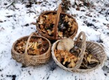 Grzyby spod śniegu, czyli styczniowe grzybobranie z Beatą Bilską-Zaleską ze Szczecinka [zdjęcia]