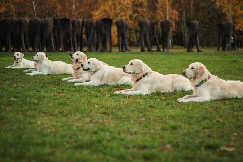 22 finał WOŚP w Poznaniu: Golden retrievery w tym roku też będą kwestować [ZDJĘCIA]