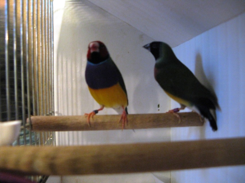 Wystawa Ptaków Egzotycznych w Grudziadzu