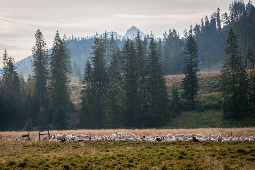 Tatry. Wycieczka na Trzydniowiański Wierch - coś dla amatorów pięknych widoków i pustych szlaków