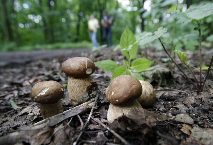 Najwięcej doniesień o grzybach pochodzi z lasów w rejonie...