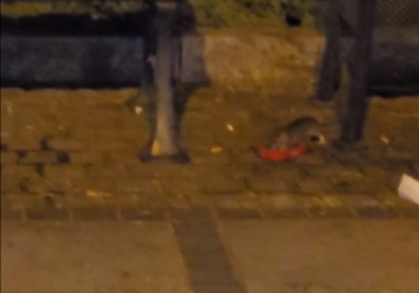 Szczury w centrum Częstochowy! Grasują po alei NMP - jest FILM. Miasto: "kilka zgłoszeń nasilonej obecności"