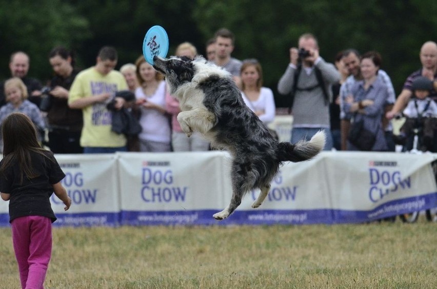 Dog Chow Disc Cup 2013. W weekend na poznańskiej Cytadeli zobaczysz latające psy