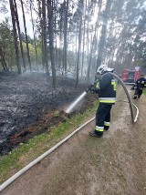 Pożar lasu przy cmentarzu komunalnym w Bogdanowie [ZDJĘCIA]