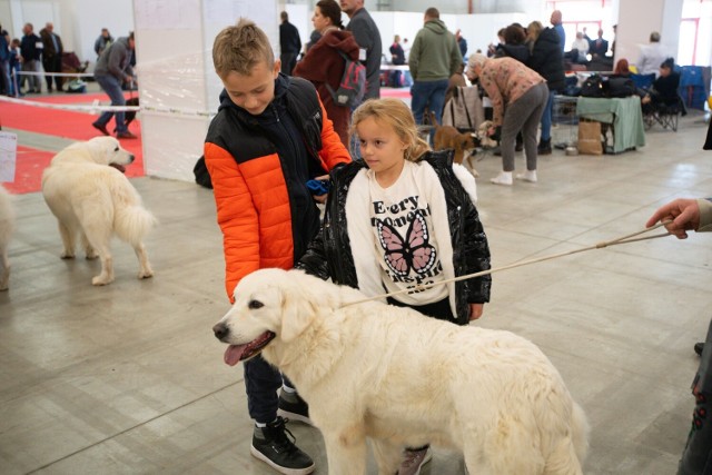 Właściciele i miłośnicy psów odwiedzili w niedzielę, 20 listopada   Międzynarodową Wystawę Psów Rasowych, która odbywała się od soboty w Targach Kielce. 

Zobacz kolejne zdjęcia